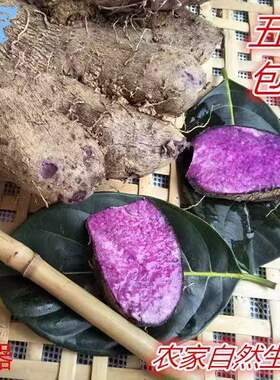 广西玉林紫山药新鲜5斤脚