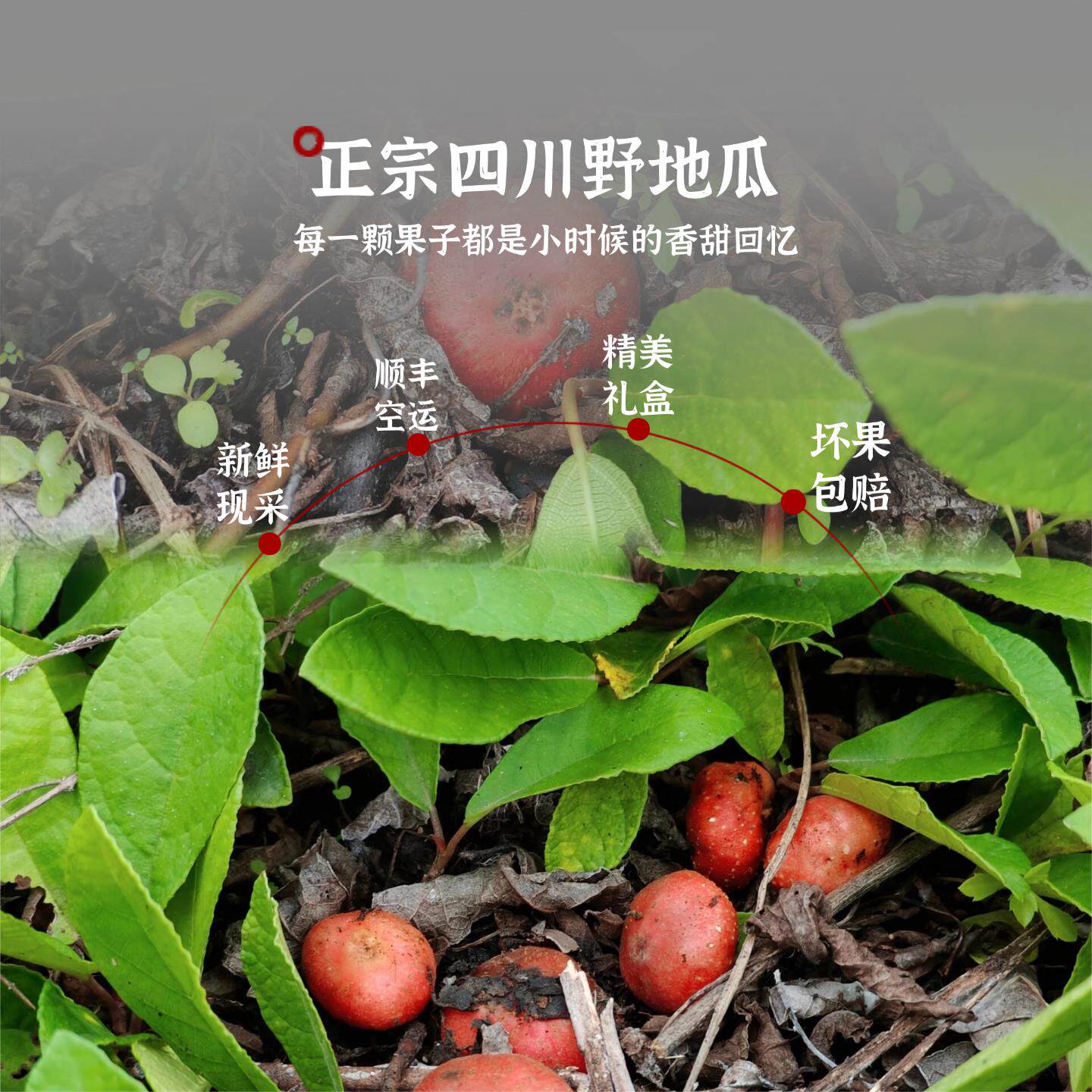 四川野地瓜果子新鲜水果