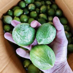 【二级果】香水柠檬果园直发·广东江门香水柠檬一级精品果