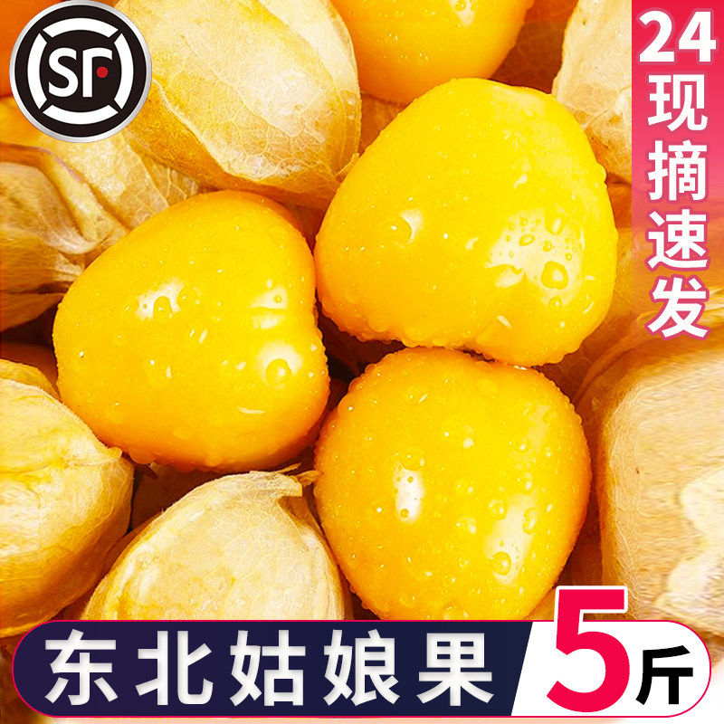 东北大姑娘果灯笼果小黄
