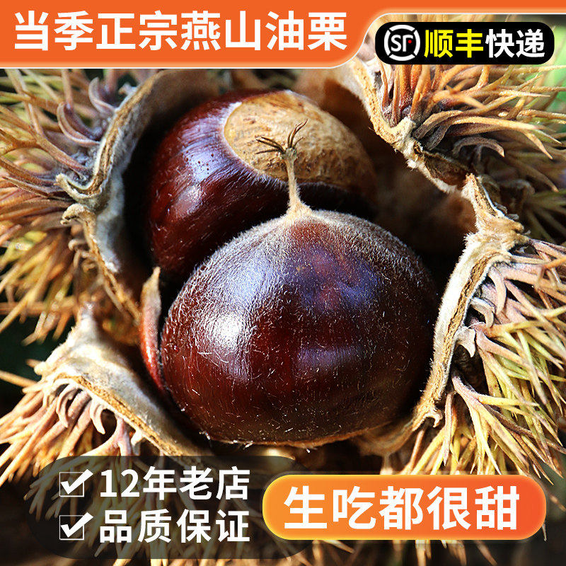 密云正宗燕山板栗新鲜甜糯 2025年油栗子毛板栗锥栗 密农人家
