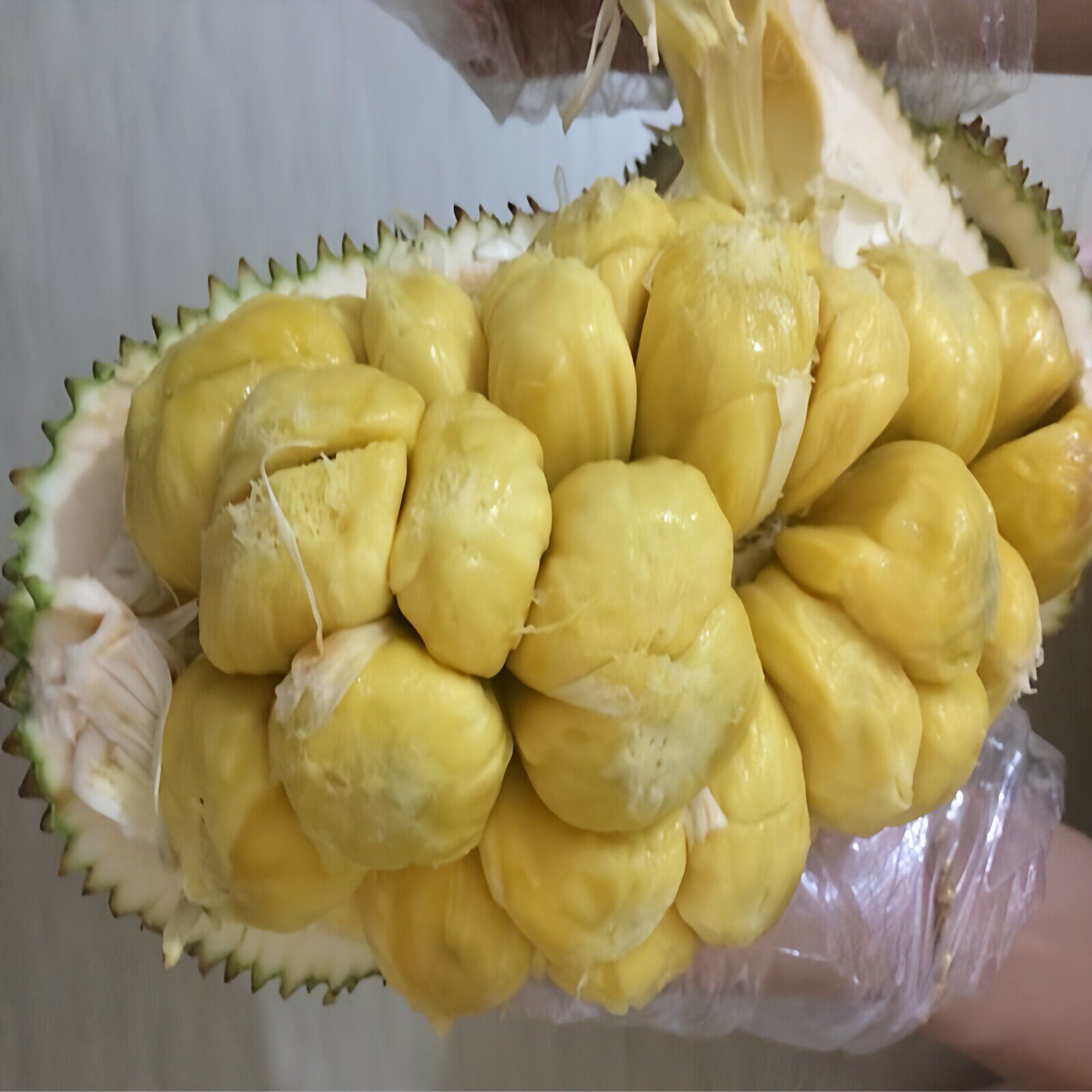 新鲜榴莲蜜巴掌多肉小个
