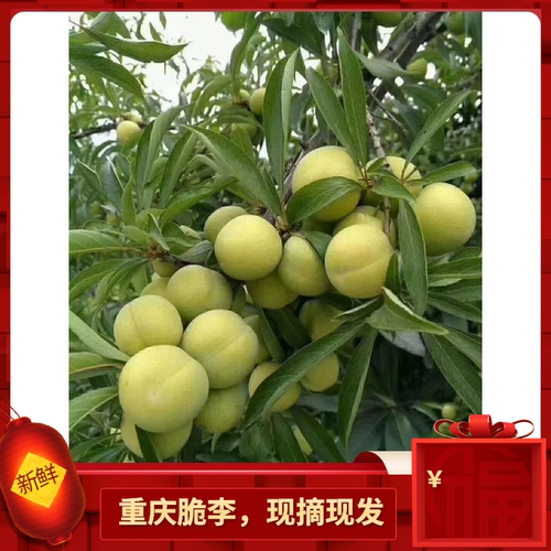 重庆万州土李子开州本地