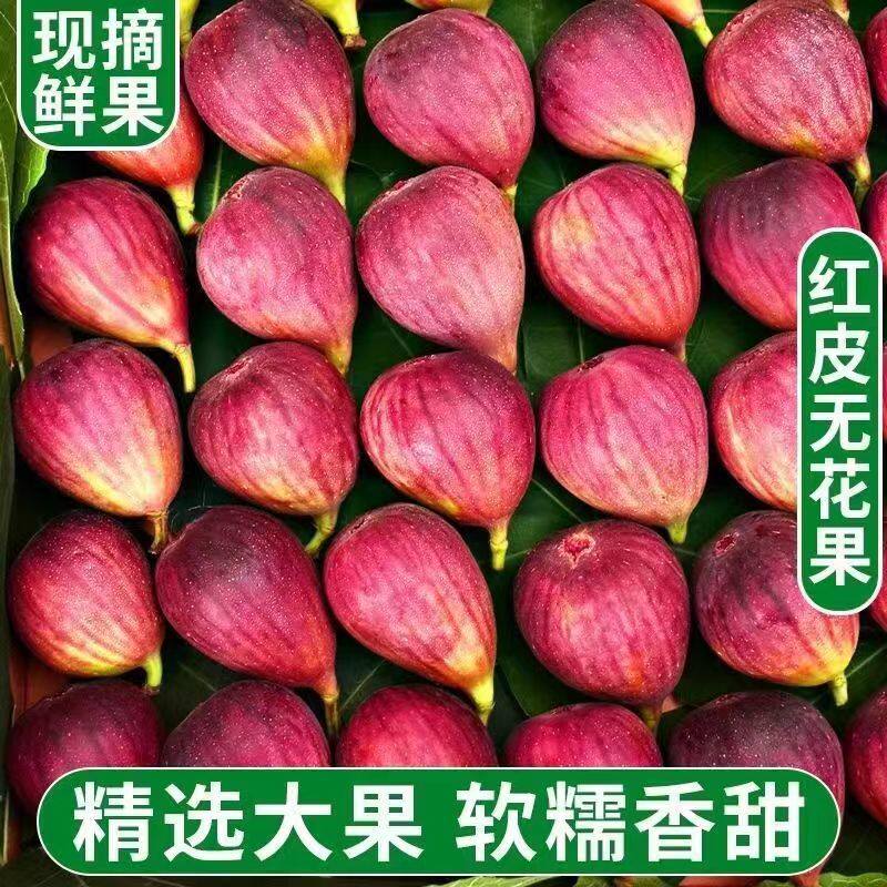 四川红皮无花果焦家果园