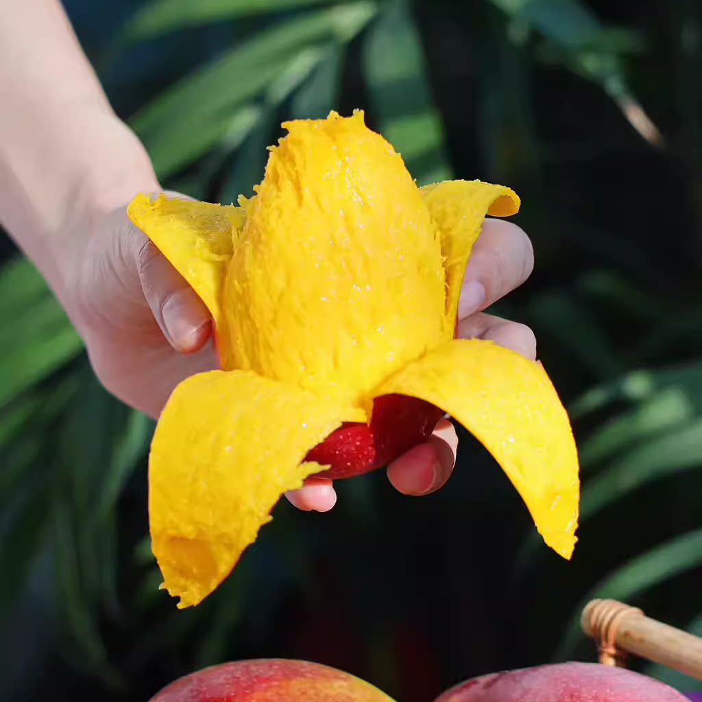 蛋婶儿海南贵妃芒正宗新鲜应季芒果当季水果礼盒甜心芒送礼顺丰