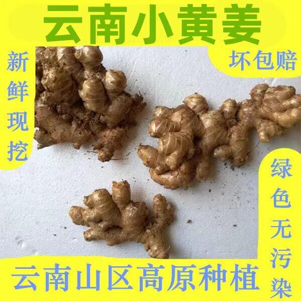 小黄姜 老姜5斤包邮 云南农家土姜月子鲜姜 新鲜生姜 姜种无硫磺