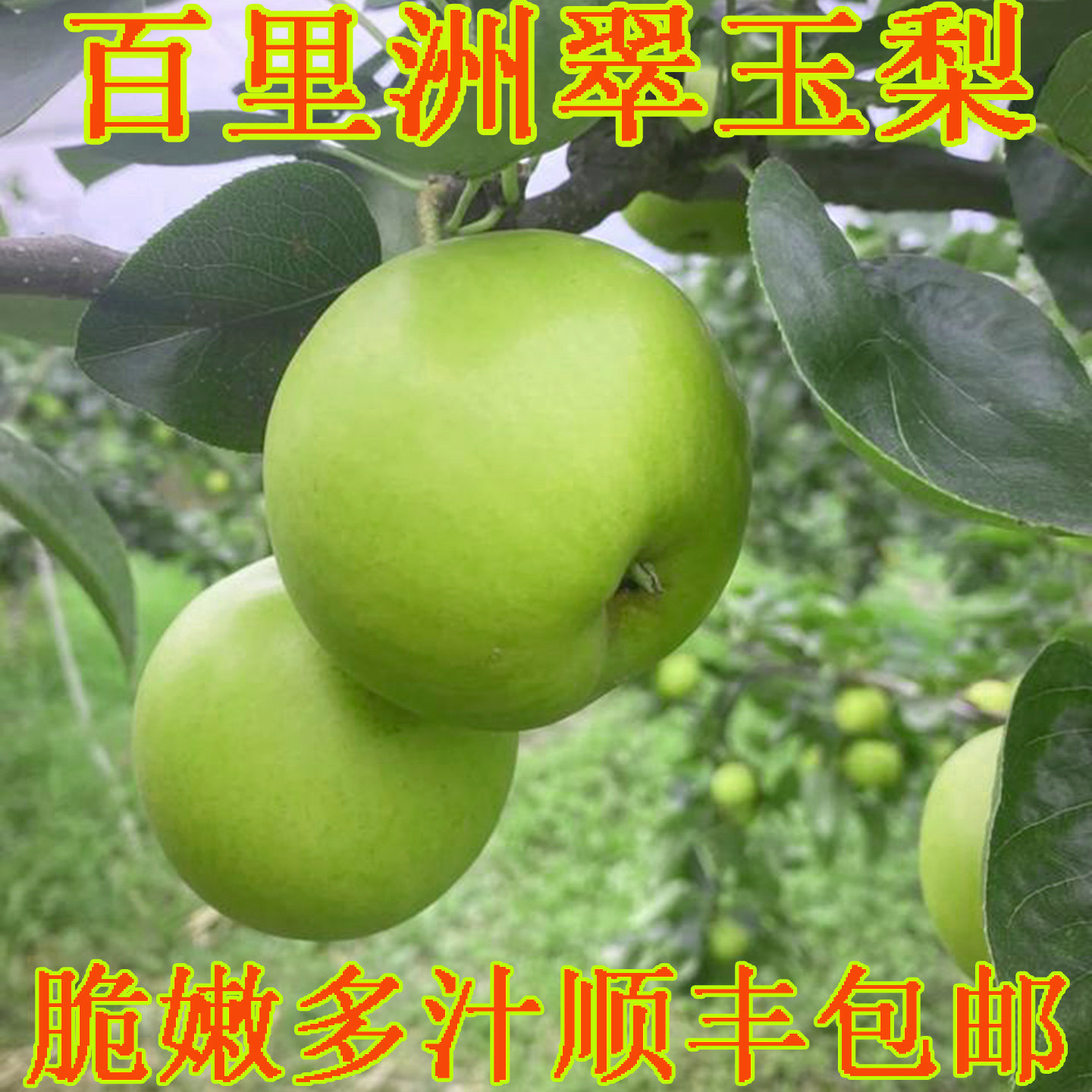 百里洲砂梨翠玉梨当季梨
