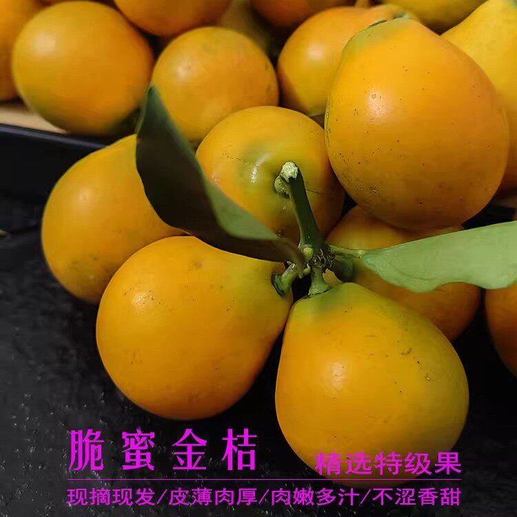 新鲜融安脆蜜金桔 树上熟纯甜融安金桔 纯甜不酸【原产地直发】