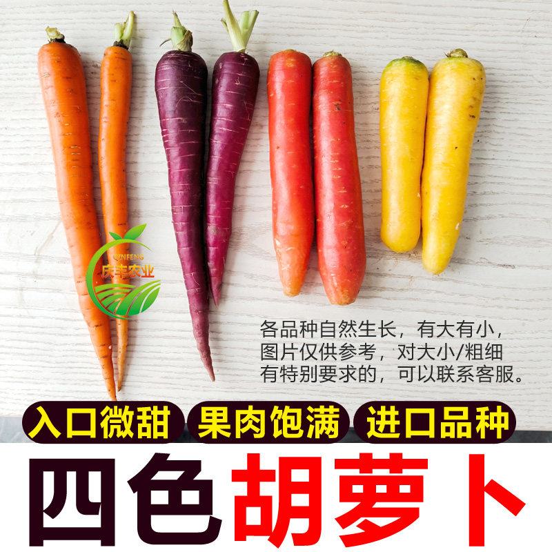山东四色胡萝卜新鲜水果