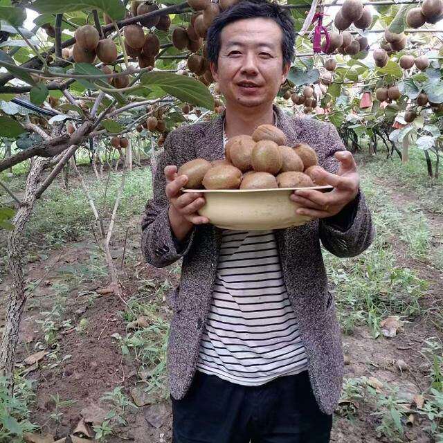 大果陕西徐香猕猴桃绿心奇异果当季新鲜水果弥胡桃整箱礼盒装