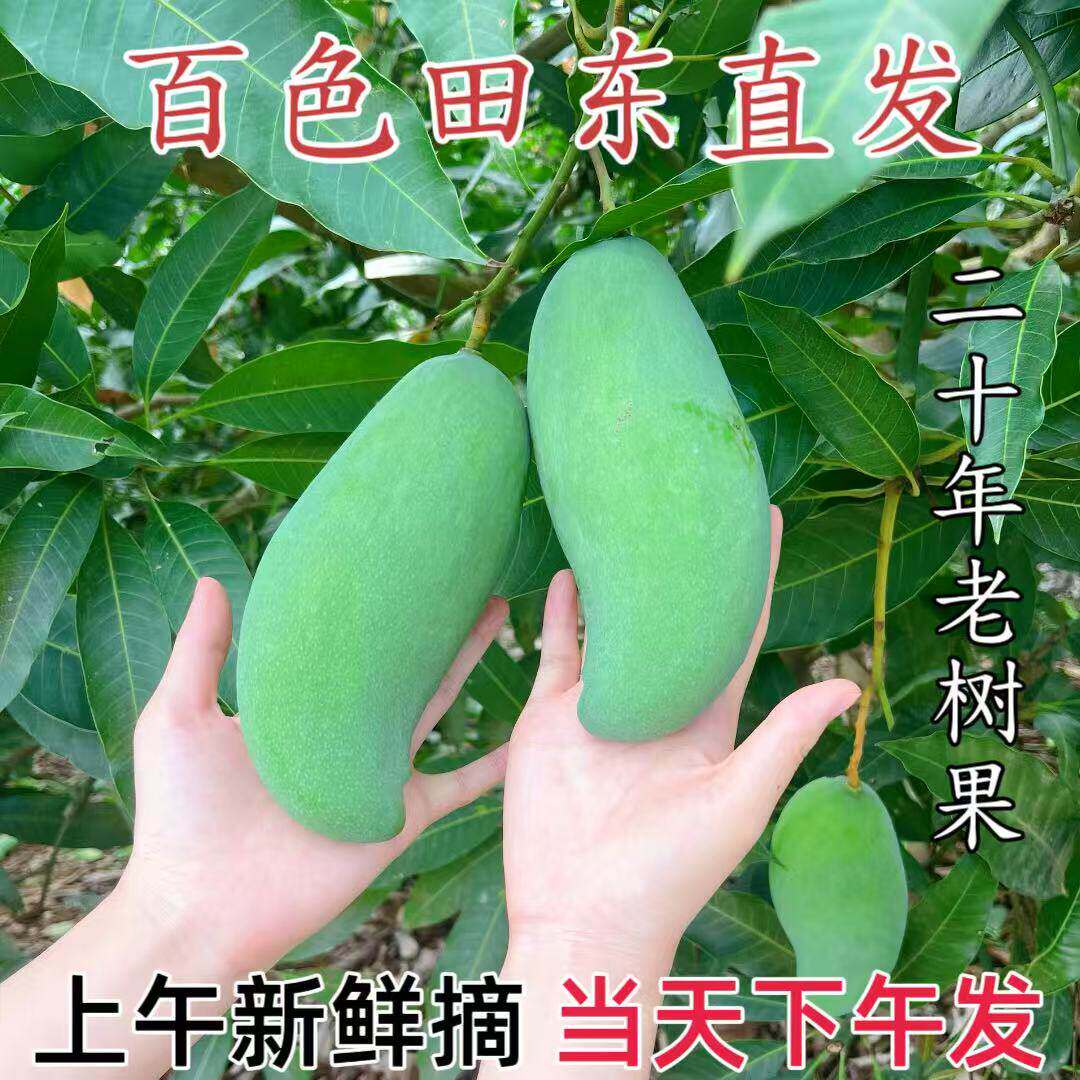 正宗广西百色桂七芒果10