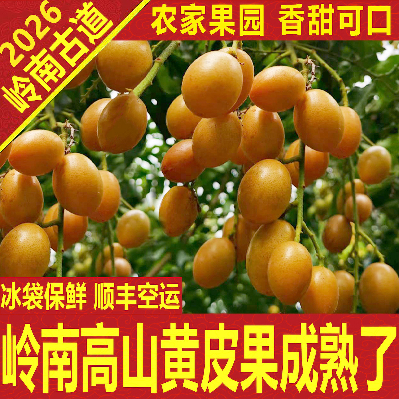 黄皮果新鲜香甜箱顺丰空
