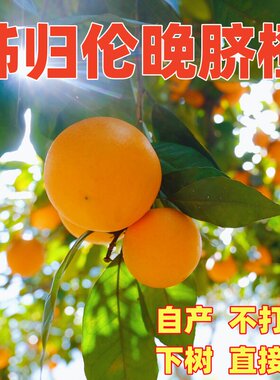 正宗秭归伦晚脐橙新鲜橙子10斤春橙当季新鲜现摘现发孕妇当季水果