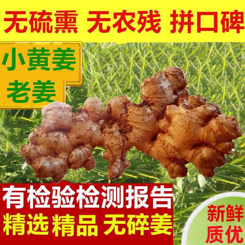 无硫磺小黄姜老姜5斤2斤10斤包邮云南新鲜生姜种原始点土姜月子姜