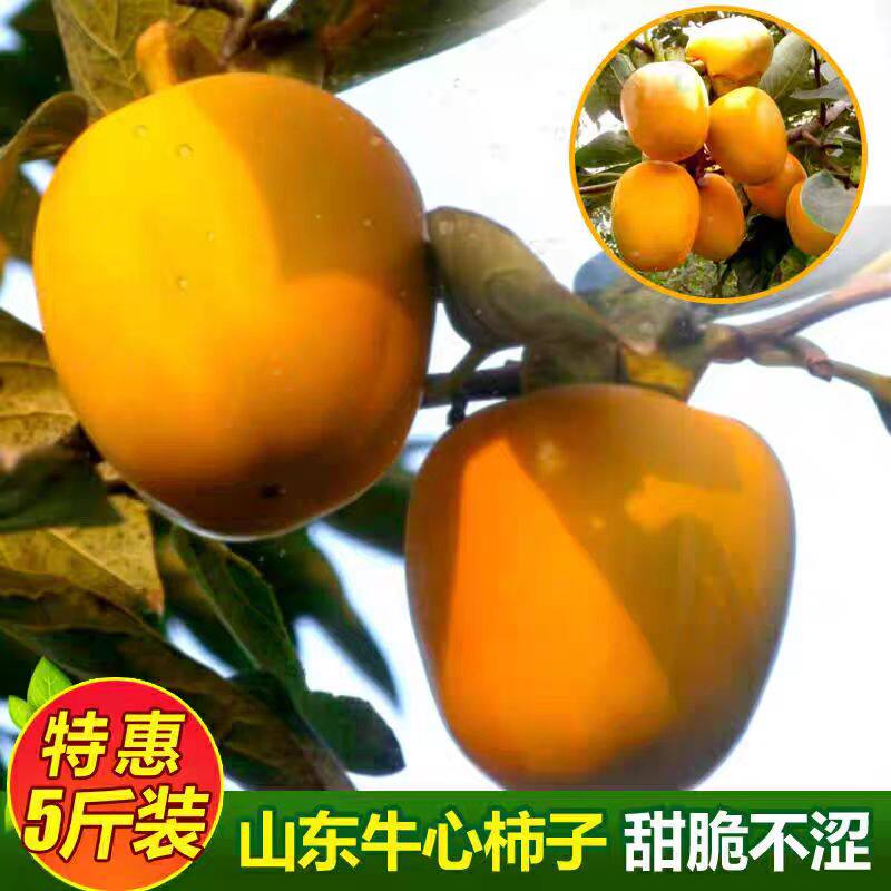 正宗山东脆柿牛心柿子新鲜当季水果现摘整箱甜脆柿芒果长柿子包邮