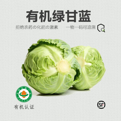 有机绿甘蓝·新鲜包菜绿