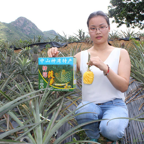 正宗中山神湾菠萝3斤送刀