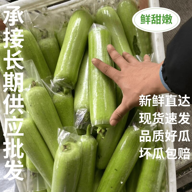 福建现摘头茬白玉丝瓜牛