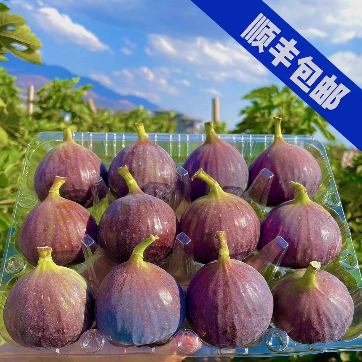新鲜无花果现摘2斤3斤5斤