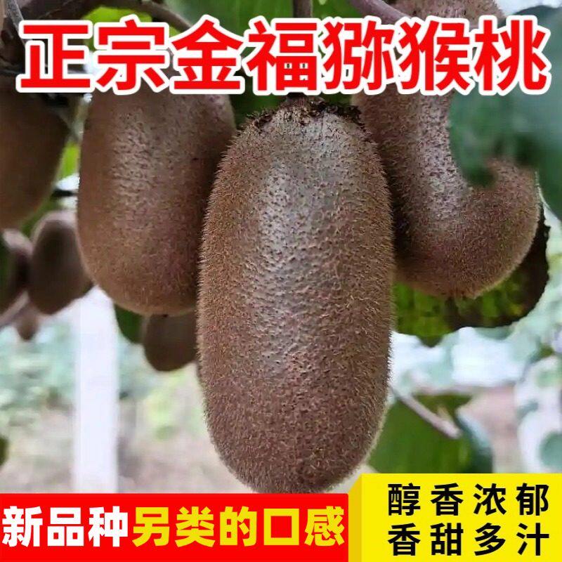 陕西周至金福奇异果5斤新