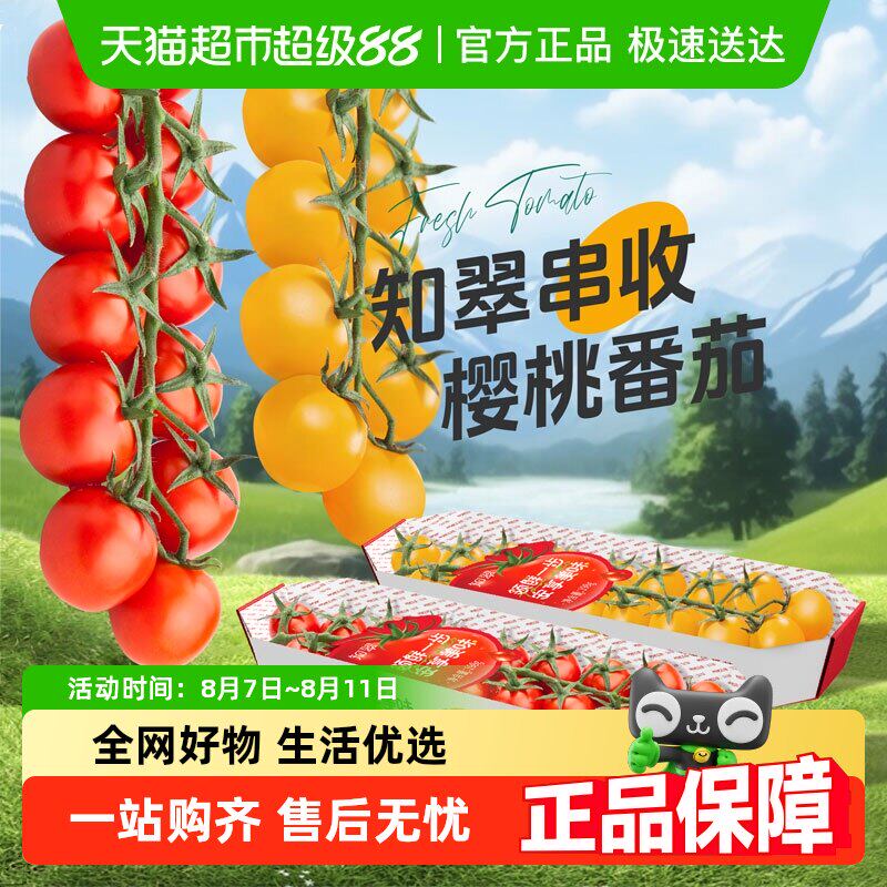 【知翠】串收樱桃小番茄