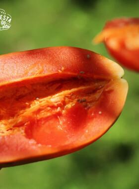 放软再吃｜LaForesta 海南三亚树上熟红心木瓜软糯绵甜多汁