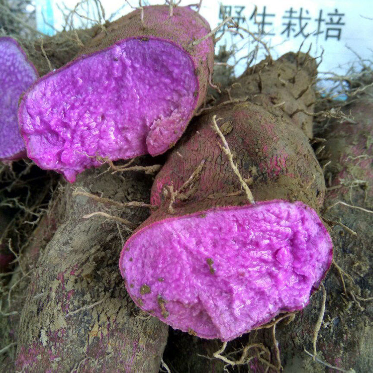 江西赣南毛薯紫山药现挖赣南三百山新鲜紫淮山脚板薯紫大薯 5斤