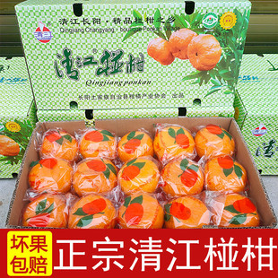 长阳清江椪柑岩松坪桔子蜜桔芦柑橘子新鲜当季碰柑水果特级宜昌