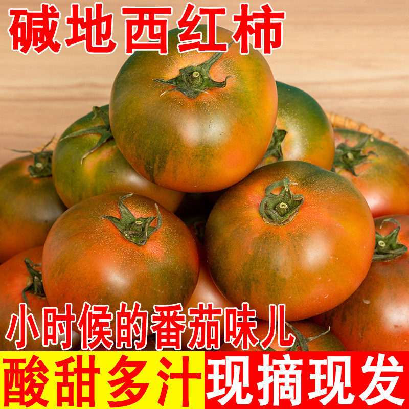 盘锦铁皮柿子碱地丹东草
