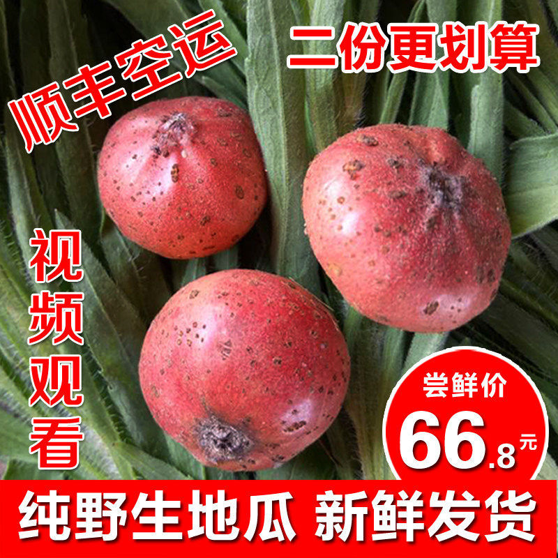 四川野地瓜地果地枇杷野