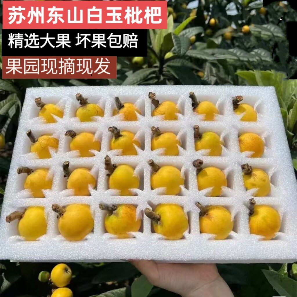 苏州发货当季东山白玉枇