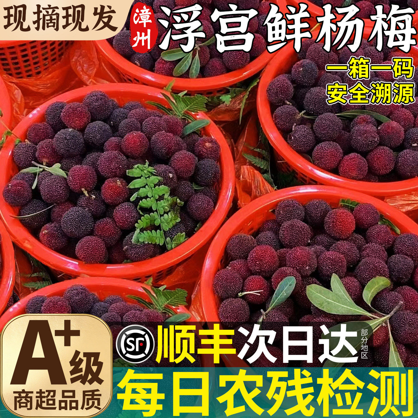 顺丰正宗漳州浮宫大杨梅