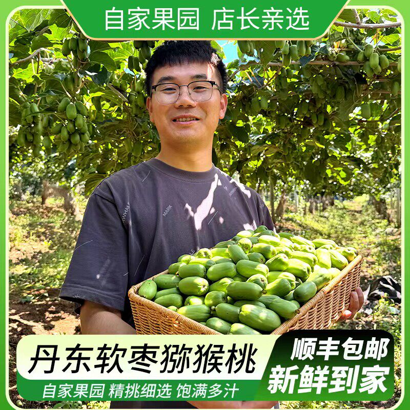 现摘丹东软枣猕猴桃特大果东北野生圆枣子迷你小猕猴桃奇异果孕妇