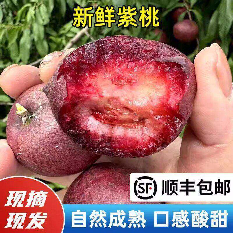 苏北如皋紫桃血桃离核胭