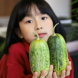 生鲜应季瓜类水果当季时令特产水果蜜麒麟金丝脆蜜星甜金冠甜瓜