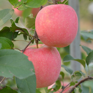 包邮2025北京昌平桃林 红富士苹果采摘 脆甜糖心净重8斤新鲜水果