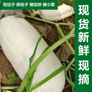 新鲜蔬菜白南瓜白玉瓜时令蔬菜白吊瓜绞瓜南瓜北瓜笋瓜白瓜蒸包子