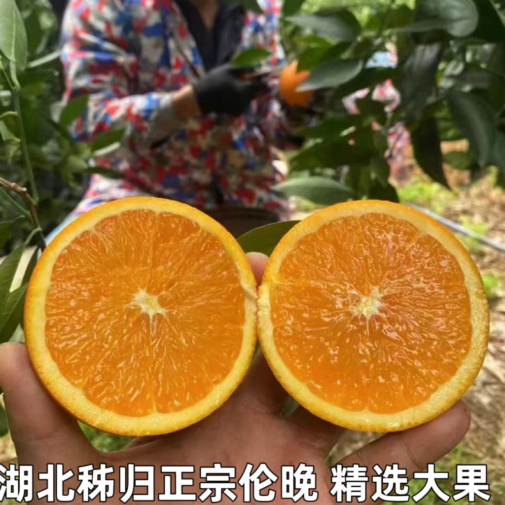 伦晚脐橙当季现摘湖北秭