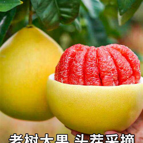 现货礼盒20斤平和柚子红
