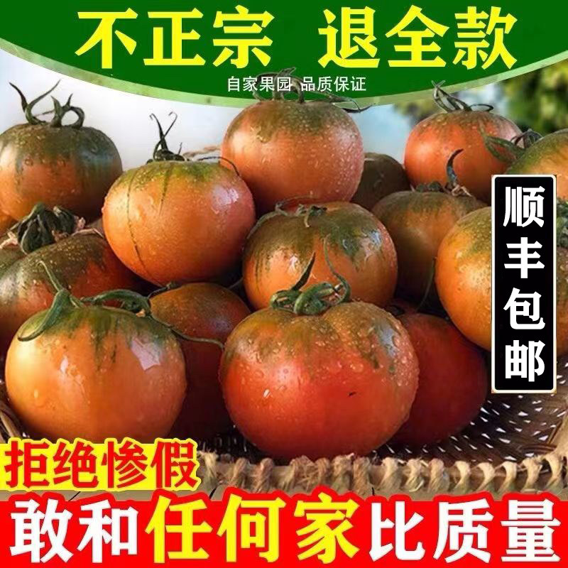 丹东草莓柿子西红柿新鲜