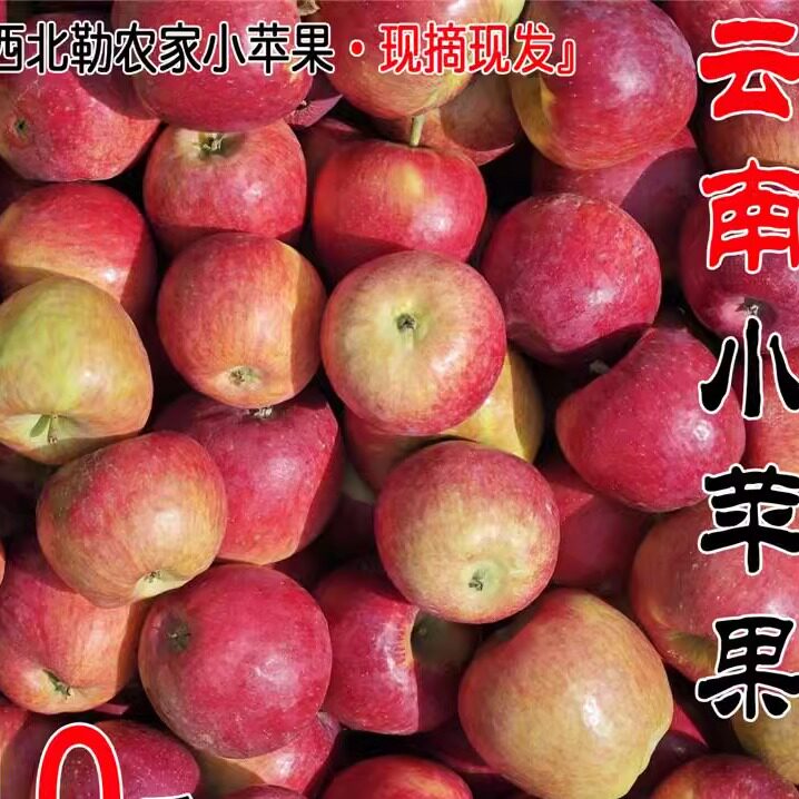 2026新果云南樱桃小苹高