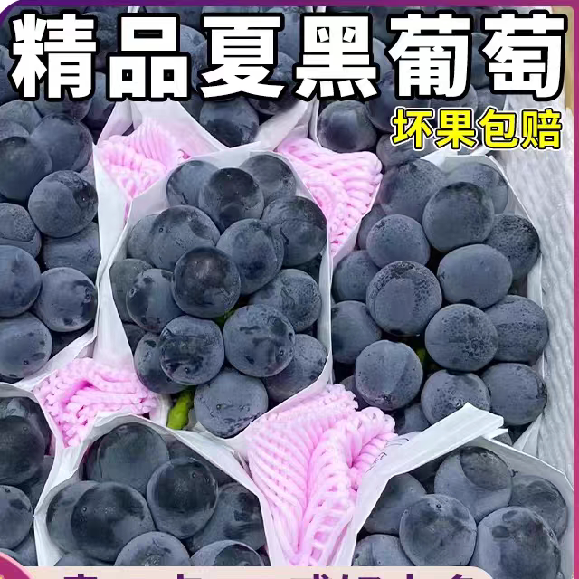 云南夏黑葡萄新鲜当季无