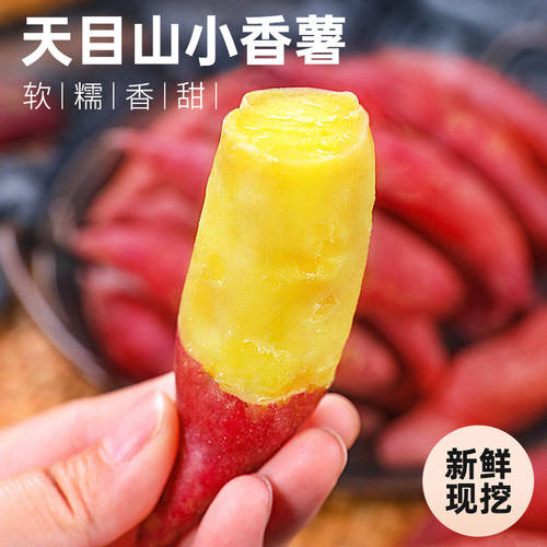 临安天目山小香薯5斤板栗