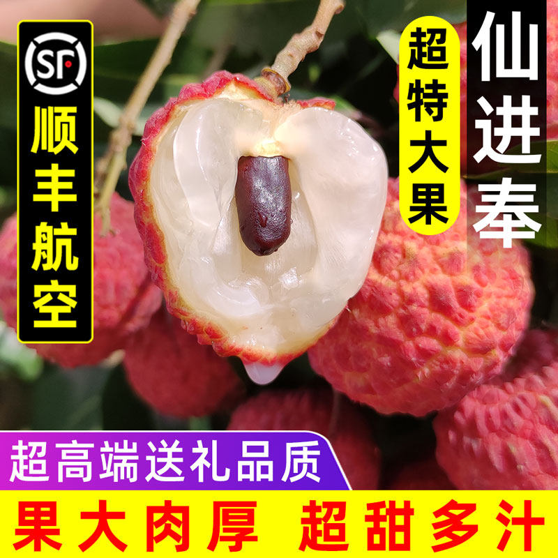 仙进奉荔枝新鲜现摘现发