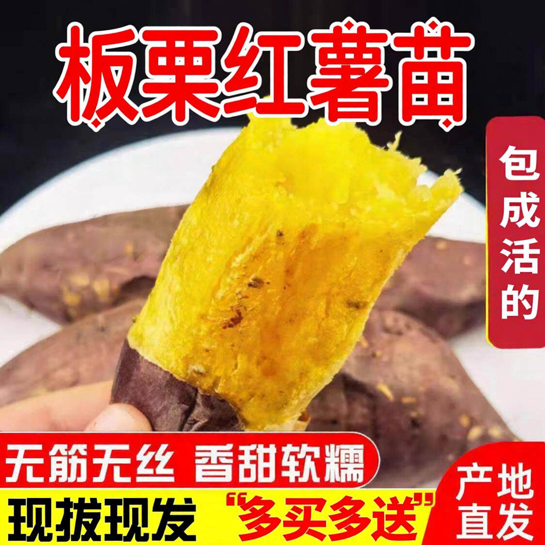 板栗红薯苗黄心正宗西瓜