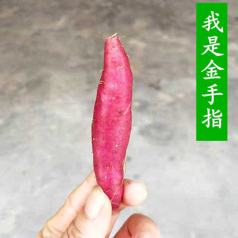金手指小红薯地方特产小