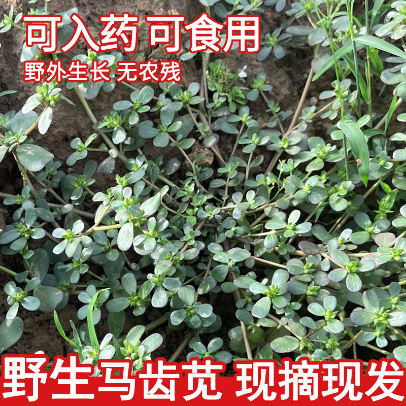 野生马齿笕新鲜现挖带根