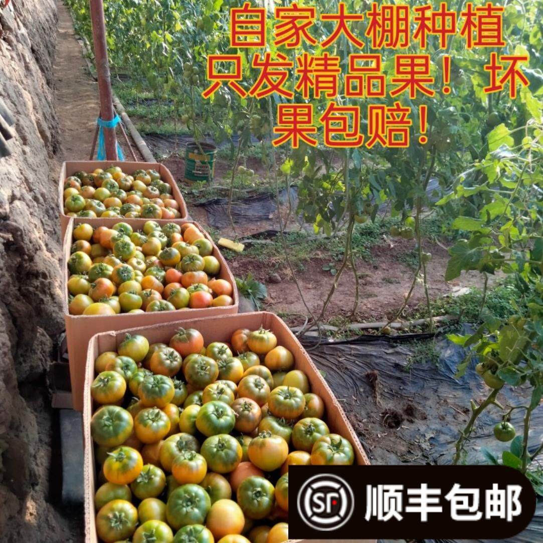 盘锦碱地柿子新鲜东北水