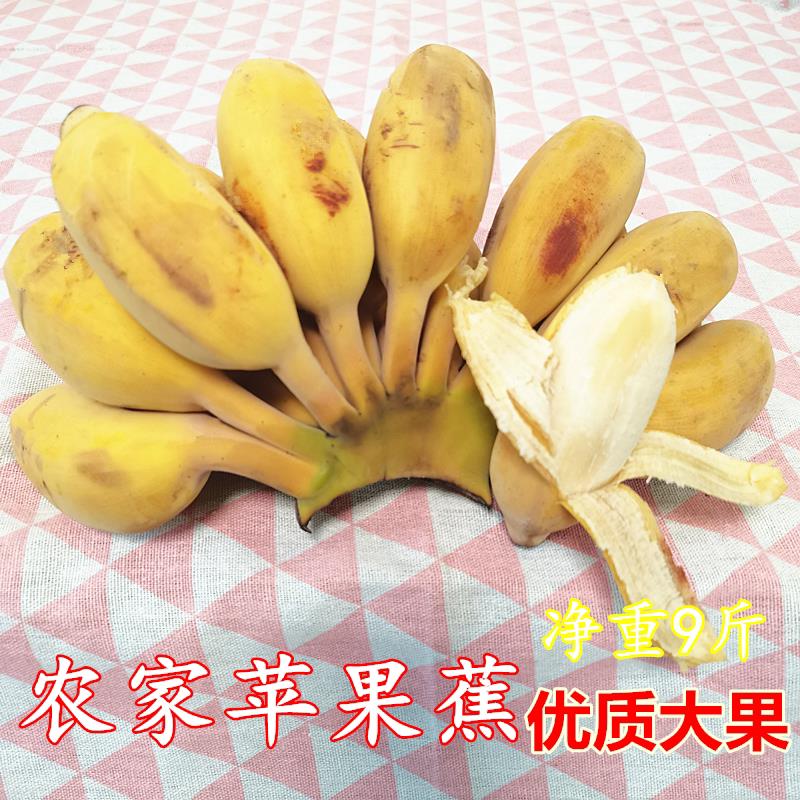 正宗苹果粉蕉新鲜香蕉5-1