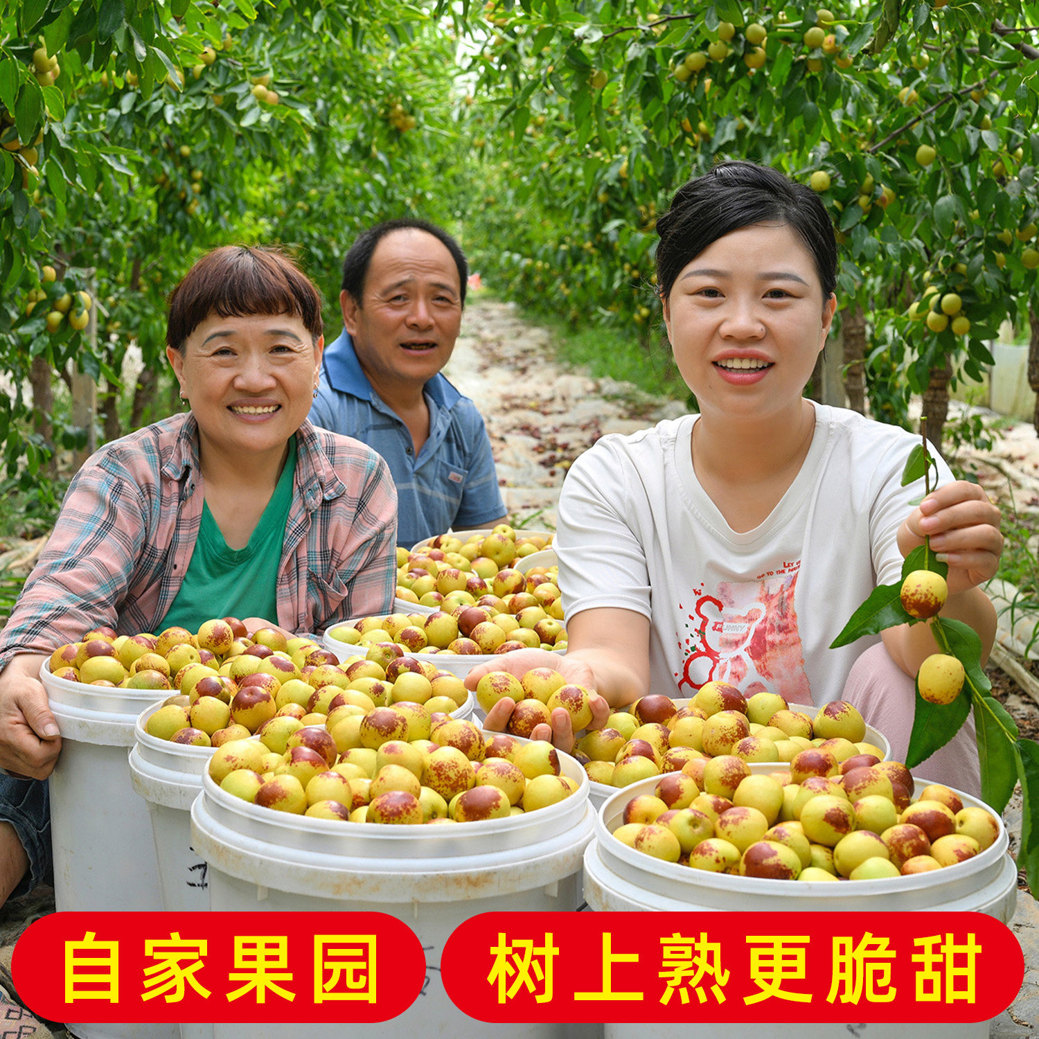 精品冬枣陕西大荔新鲜水